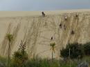 Dune surfing near Ninety Mile Beach